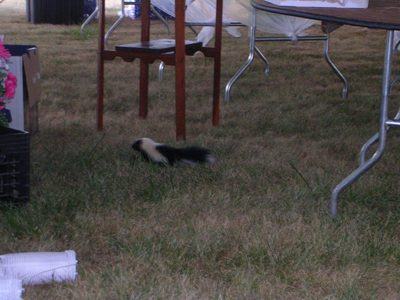 The skunk!